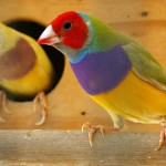 Diamante de Gould www.pajarosilvestre.es